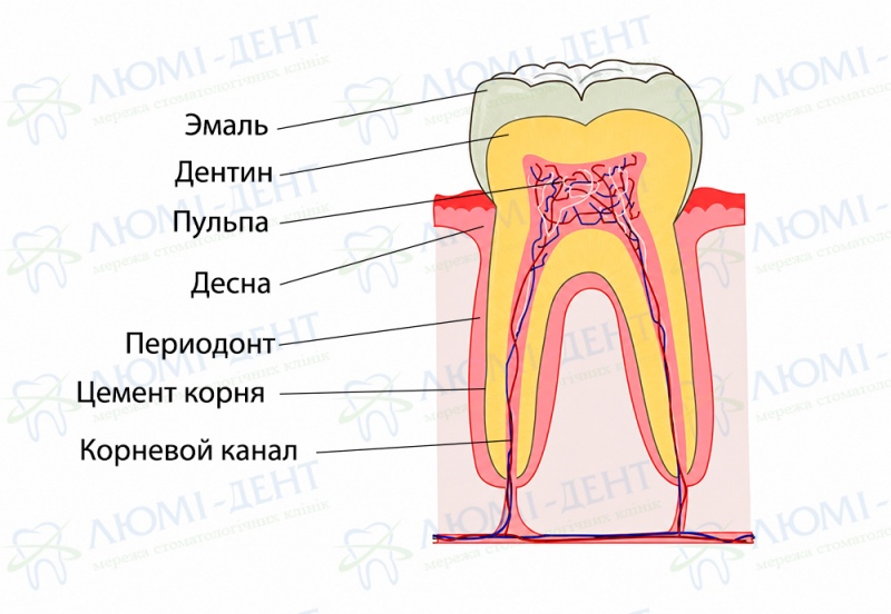 Структура зуба Восстановление зубной эмали зубов укрепление фото Люми-Дент