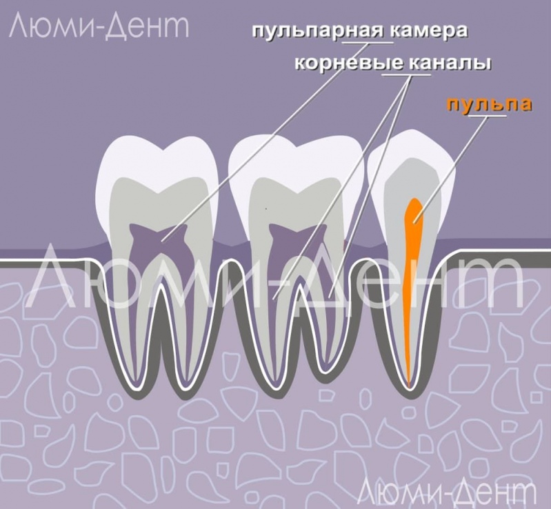 Структура зубов Удаление нерва зуба лечение каналов фото Люми-Дент