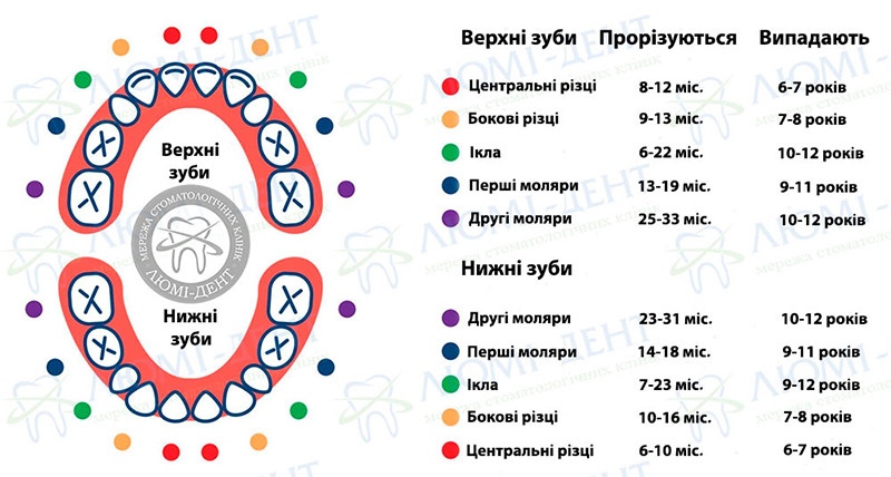 Скільки молочних зубів у дітей фото Люмі-Дент