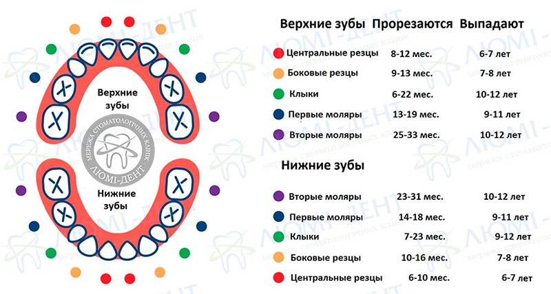 Во сколько выпадают молочные зубы фото Люми-Дент